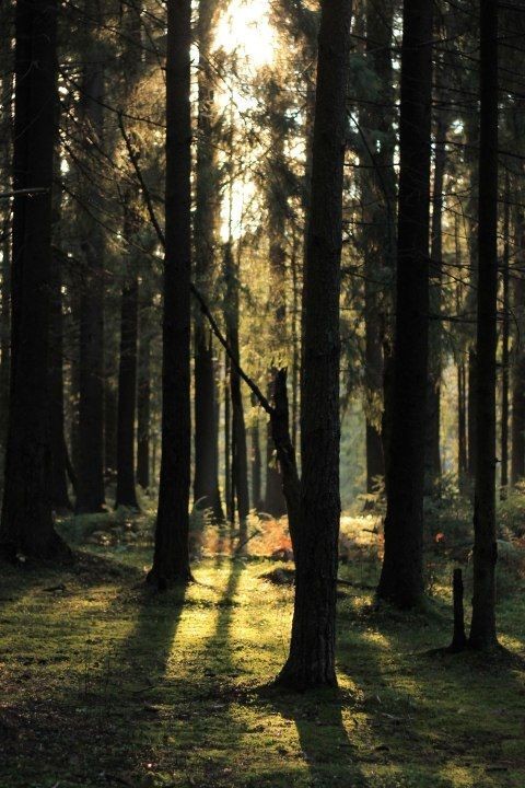 Create meme: forest, nature forest , morning in the forest