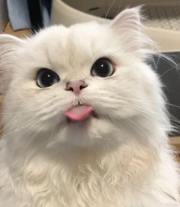 Create meme: animals cute, cute cats, cat