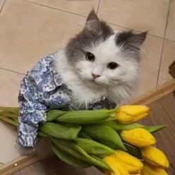 Create meme: cat with a bouquet, kitten with a bouquet of flowers, cat with a bouquet of flowers