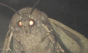 Create meme: moth