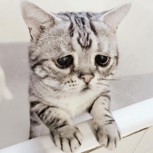 Create meme: cute cats funny, the saddest cat, sad cat