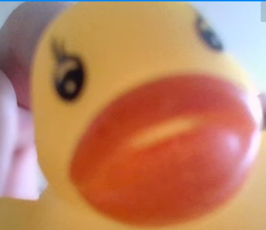 Create meme: duck , duck toy, interactive duck toy