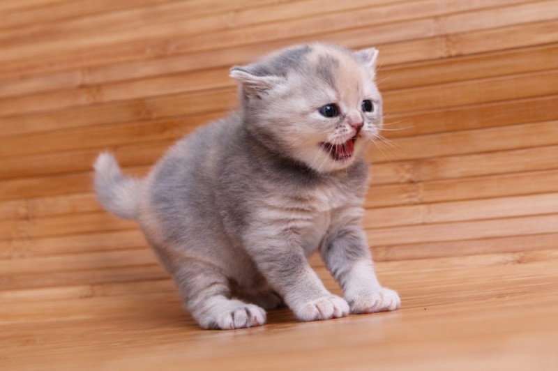 Создать мем: короткошерстные котята, британская кошка маленькая, британская короткошёрстная кошка котята