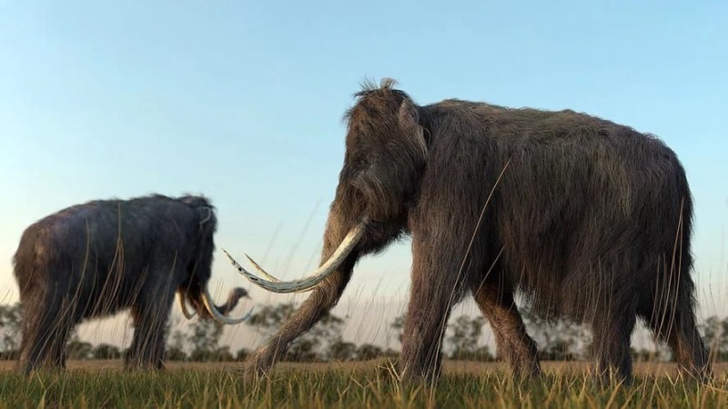Create meme: woolly mammoth , mammoth, the woolly mammoth 