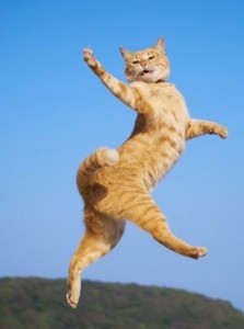 Create meme: jumping cat, flying cat, the dancing cat