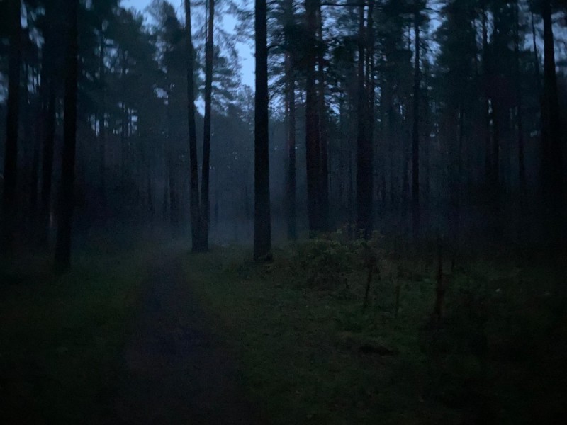 Create meme: forest fog, the woods at night, dark forest