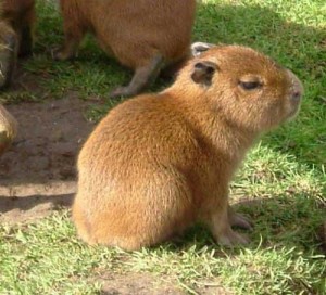 Create meme: rodent capybara, the capybara, the baby capybaras