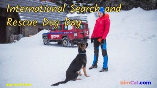 Create meme: rescue dog breed, rescue dog, avalanche rescue dogs