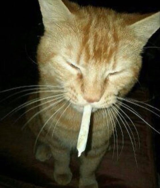 Create meme: stoned cat, smoking cat, cat with a cigarette