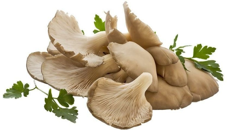 Create meme: oyster mushrooms tray 400g, oyster mushrooms, oyster mushrooms metro