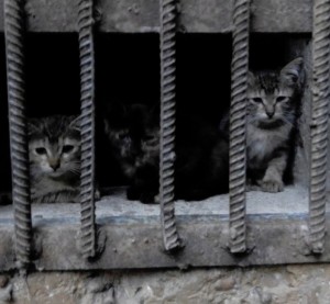 Create meme: cat behind bars coloring, kitties, pathetic kitten
