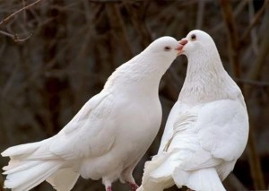 Create meme: pigeon and dove, dove