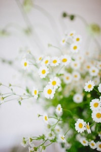 Create meme: camomile summer, chamomile, Daisy flower