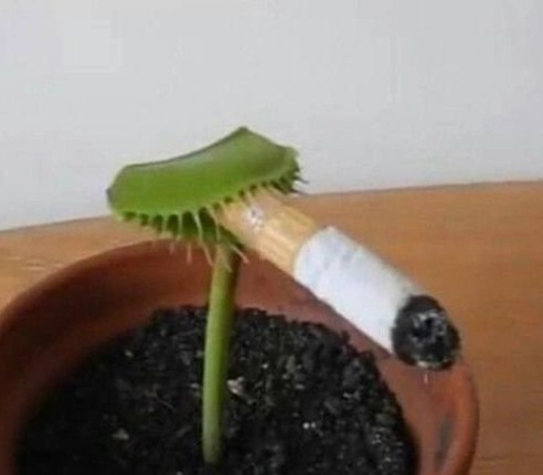 Create meme: venus fly trap, plant venus flycatcher, The smoking venus flycatcher