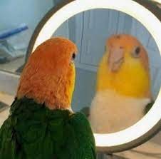 Create meme: macaw parrot, parrot in the mirror, aratinga parrot