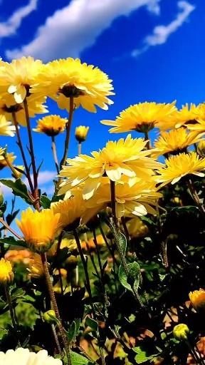 Create meme: landscape flowers, yellow flowers, sunny flower