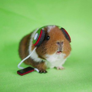 Create meme: Guinea pig, 1500×1500