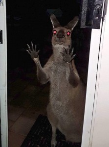 Create meme: a photo of the kangaroo by night funny