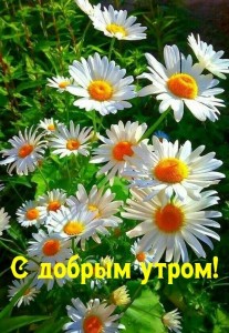 Create meme: chamomile, postcard