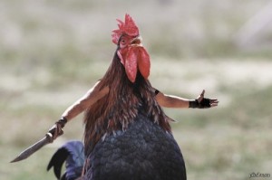 Create meme: Rooster