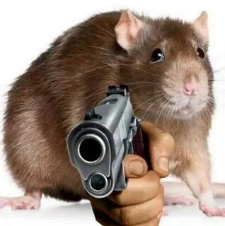 Create meme: a rat with a gun, the rat shoots, rat rat