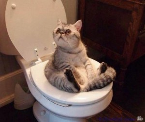 Create meme: toilet seat for cats, funny cats, lolcats