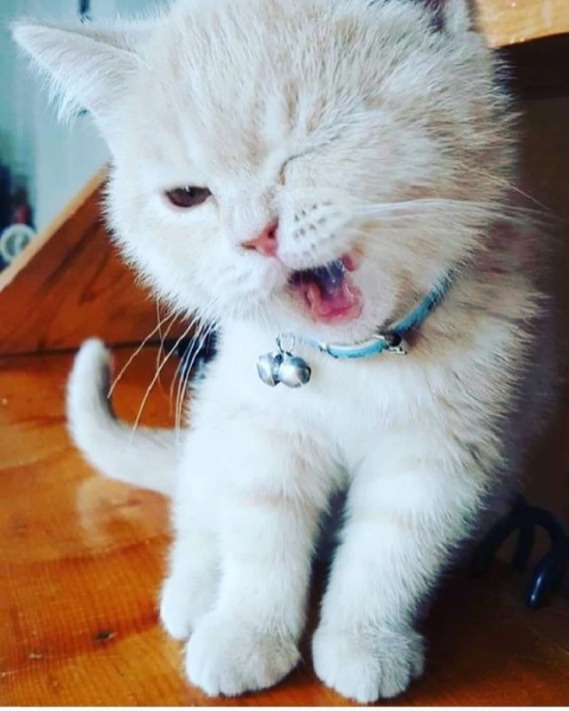 Create meme: winking cat, cat , cat 