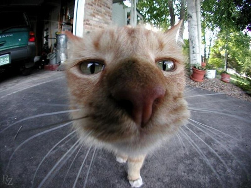 Create meme: cat nose in the camera, cat , carbon cats