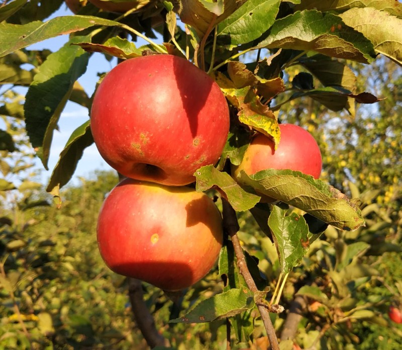 Create meme: apple tree variety, Apple , apple tree bogatyr