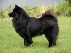 Create meme: the German Spitz medium black, Swedish lapphund, lapphund Swedish Lapland Spitz