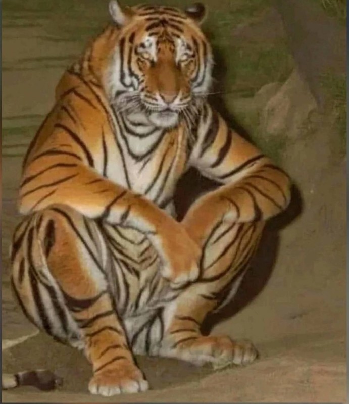 Create meme: tiger tigress, The majestic tiger, Siberian tiger