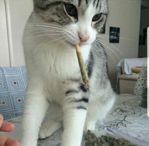 Create meme: with a cigarette, cat , cat with a cigarette