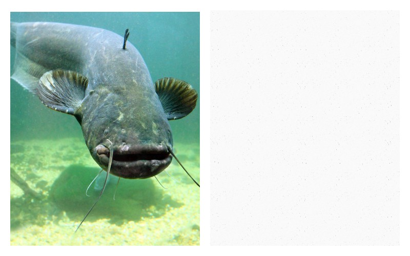 Create meme: catfish catfish, fish , som 