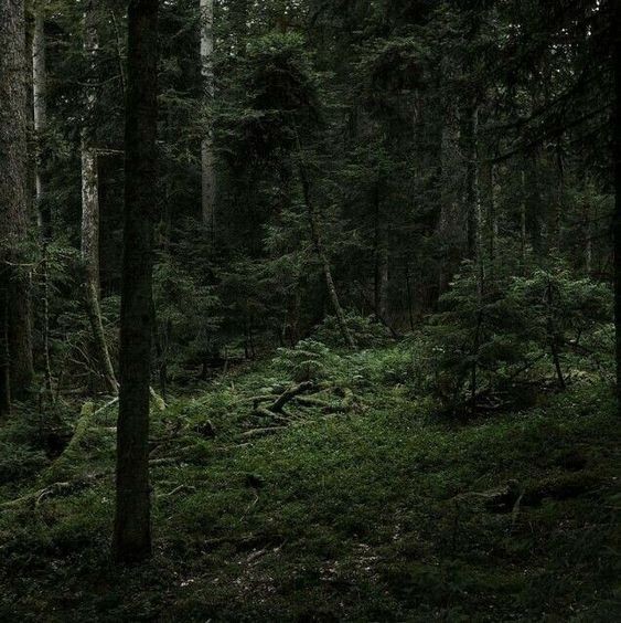 Create meme: spruce forest, aesthetics of the forest, dark forest