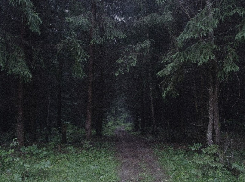 Create meme: Siberian larch Lindulovskaya grove, the forest is dense, meshchersky forest