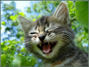 Create meme: kitties, Tom laughs, laughter