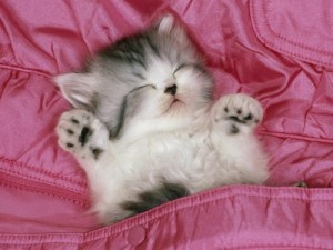 Create meme: sweet dreams kitten