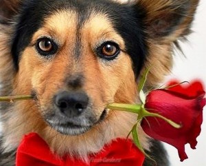 Создать мем: животные с цветами в зубах, собачка с розой, пес