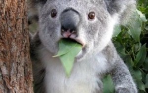 Создать мем: коала, koala bear, Коала удивлённый