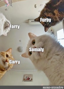 Создать мем: мемы с котиками, мемы про котов и наташу, мем про наташу и котов