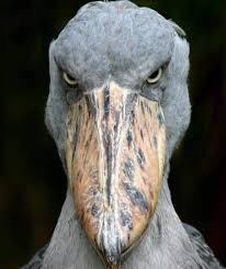 Create meme: heron whalehead, shoebill stork, the shoebill Heron Royal