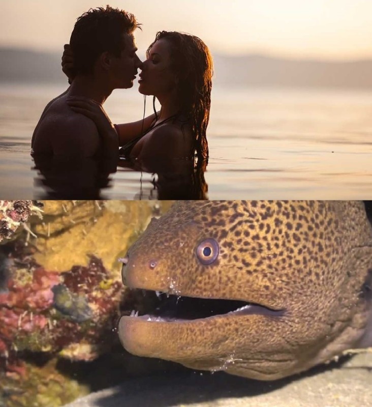 Create meme: Moray fish, Moray , giant moray eel