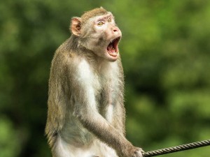 Создать мем: смешные фотографии животных, обезьянки, макаки