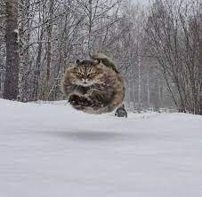 Create meme: wild cat, forest cat , siberian cat in the snow