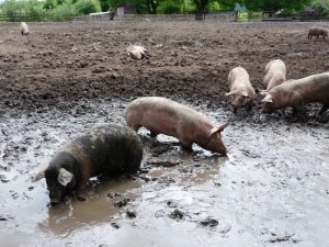 Create meme: pig breed Landrace, pig in the mud, Duroc breed of pigs