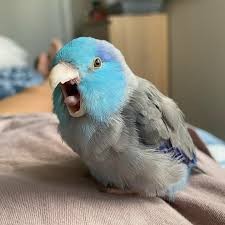 Create meme: Alexandrine parrot, parrot blue