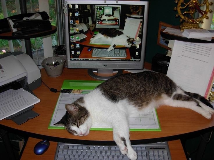 Create meme: Kote , cat with laptop, office cats