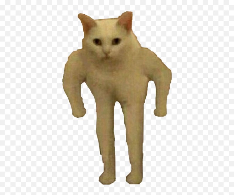 Создать мем: кошка мем, кот мем на прозрачном фоне, кот с руками