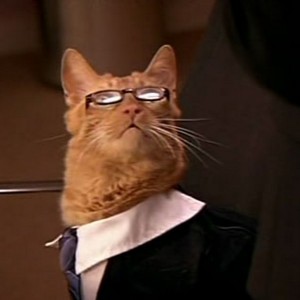 Create meme: cat, cat meme, cat lawyer
