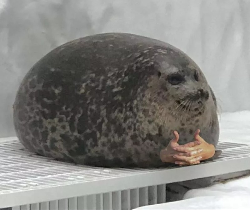 Create meme: sea lion seal, seal yuki, ringed seal yuki